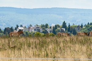 Koně Převalského na Dívčích hradech
