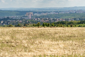 Koně Převalského na Dívčích hradech
